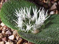 Massonia pygmaea