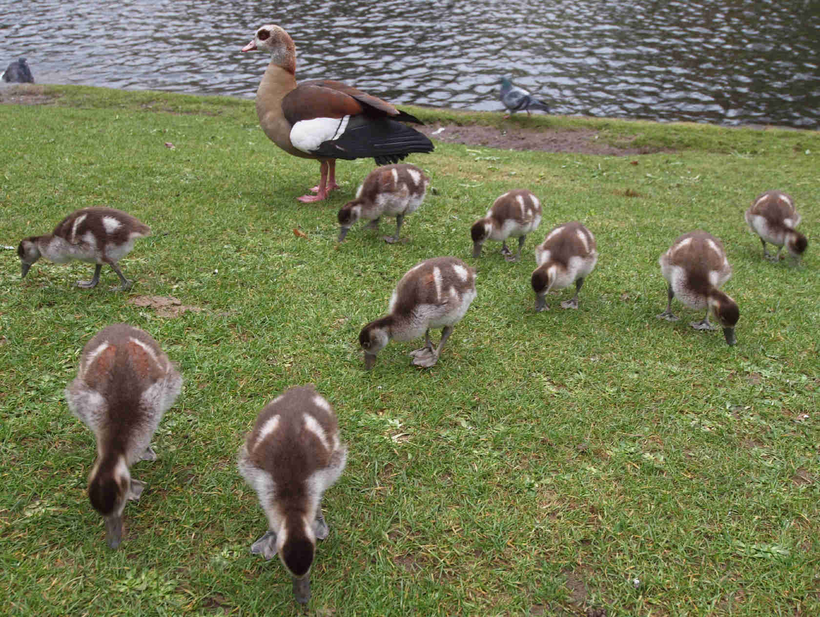 Ducklings