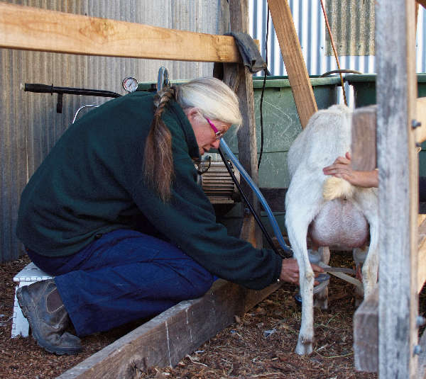 Milking the goats