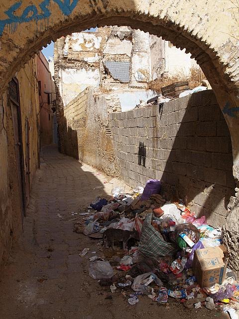 meknes-15-085-cat-in-garbage