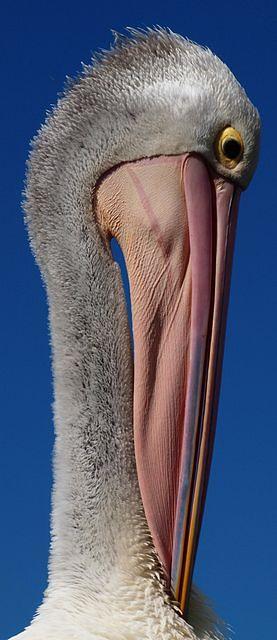 A pelican, in Adelaide, Australia