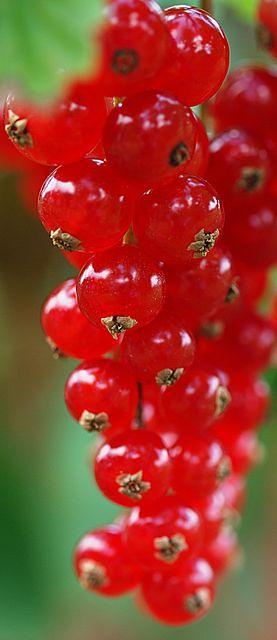 Brogdale, UK - red currants