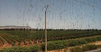 meknes-15-036-vineyards