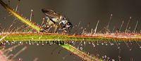 Kew Gardens - a fly caught on a Drosera species